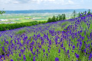 富良野観光の人気スポットTOP30！