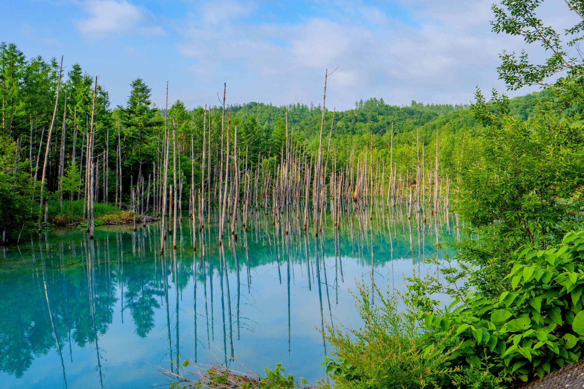 富良野の観光人気スポット30選　1位:青い池