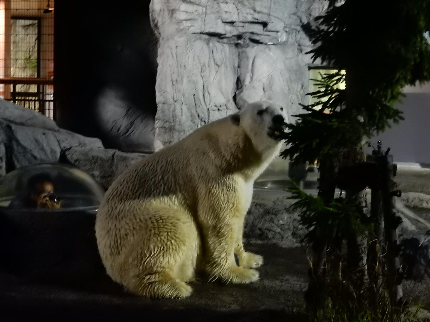 冬の北海道観光のおすすめスポット20選　14位:旭山動物園