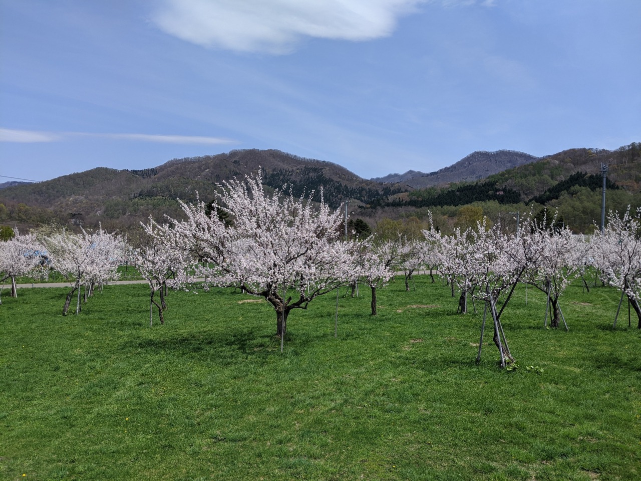 北海道の観光の春の人気スポット25選　9位:あすか梅の杜