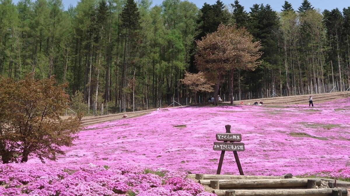 北海道の観光の春の人気スポット25選　3位:芝ざくら滝上公園
