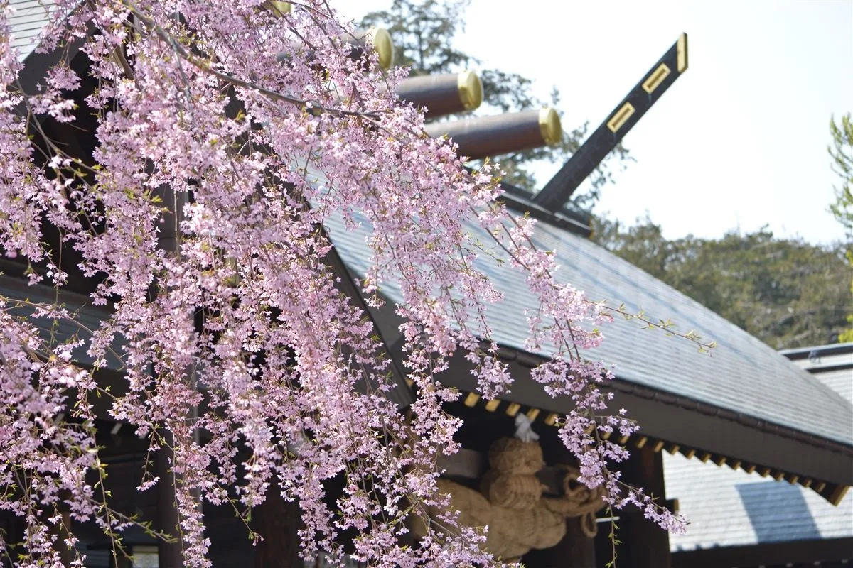 札幌の旅行の春の人気スポット20選　8位:北海道神宮