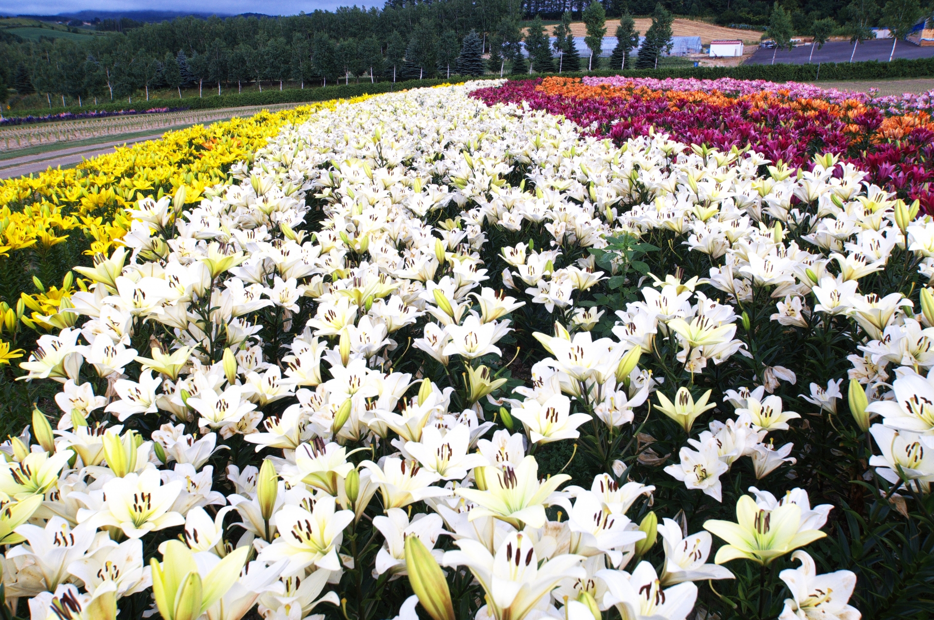 北海道の観光の春の人気スポット25選　18位:ぜるぶの丘・亜斗夢の丘