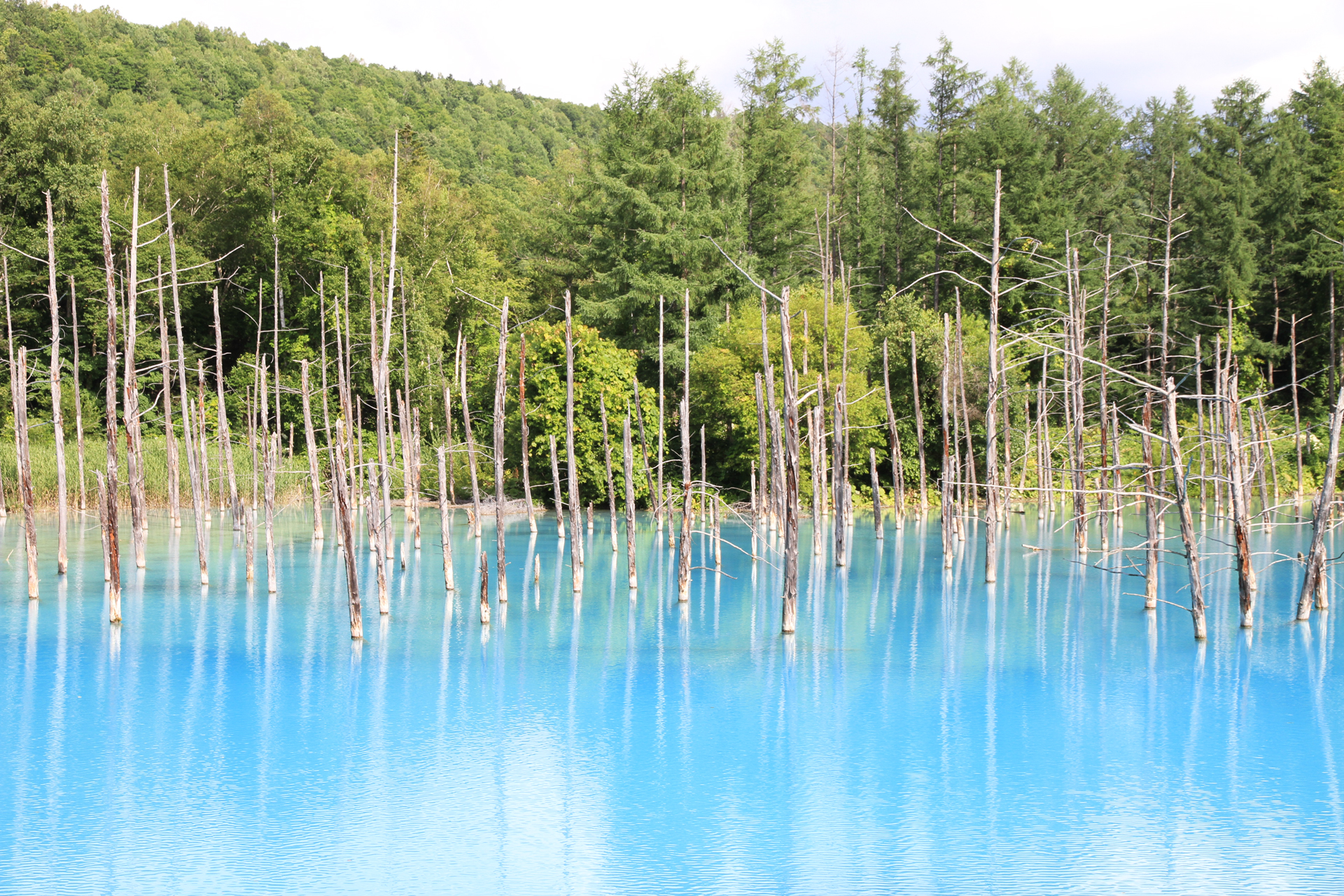 夏の北海道観光人気スポット20選　1位:白金青い池