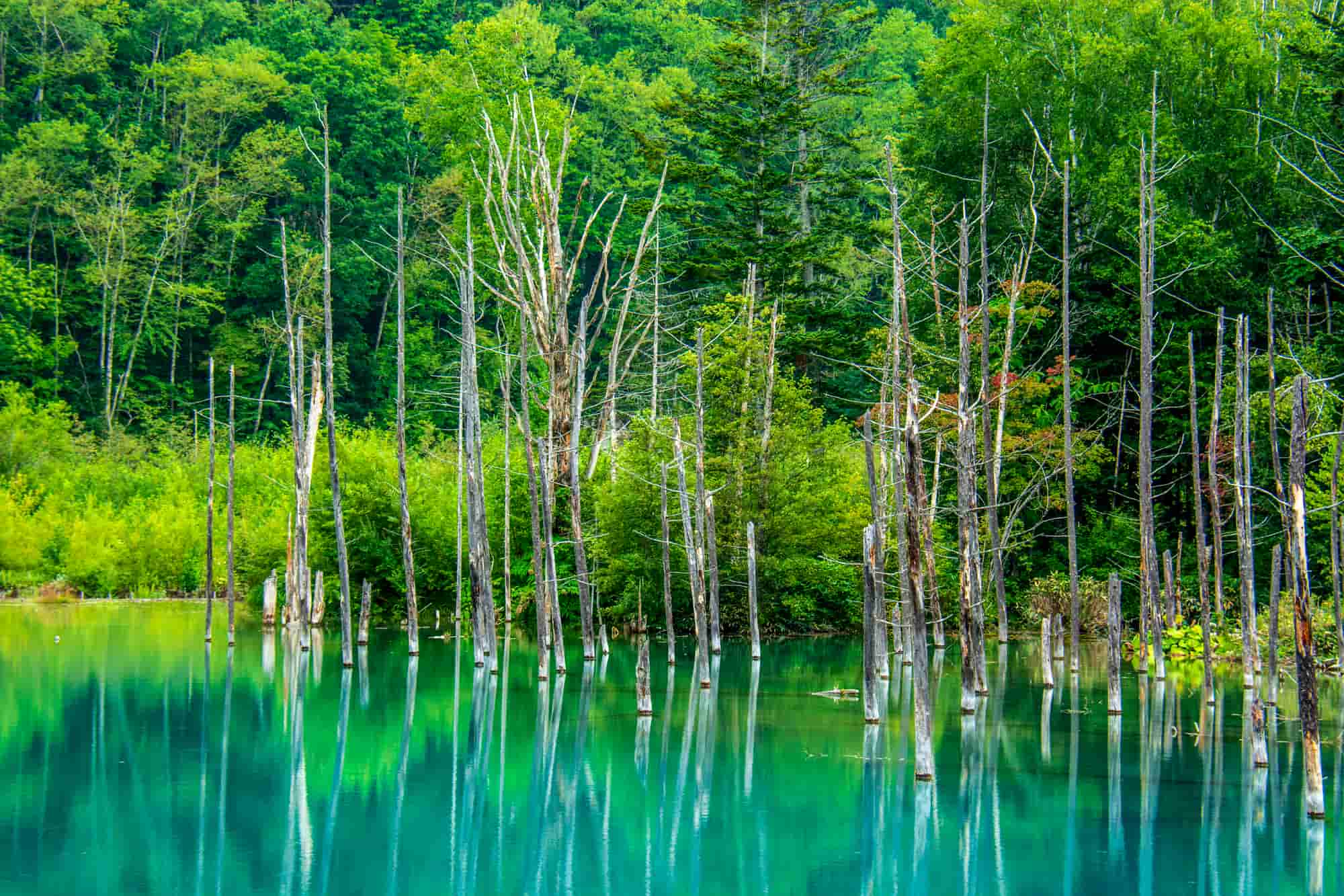 北海道の青い池3選　2位:青い池はなぜ青いのか