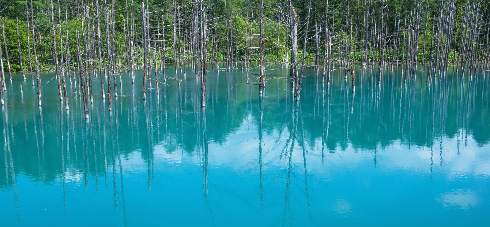 北海道の観光名所のおすすめ30選　11位:青い池