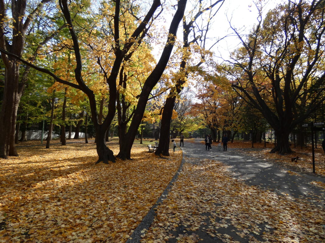 秋の札幌の旅行人気スポット25選　11位:円山公園