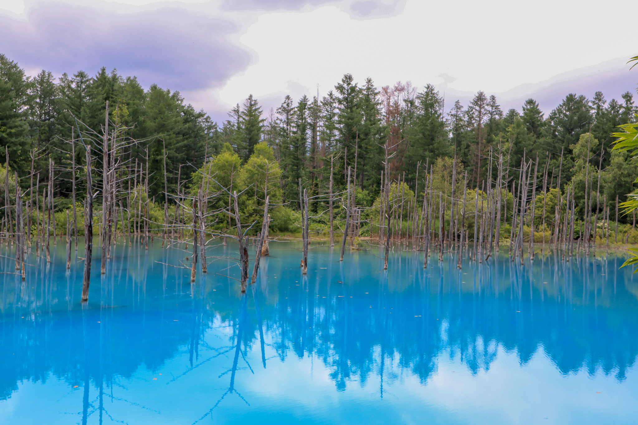 北海道の青い池はなぜ青いのか？場所や駐車場についても紹介！