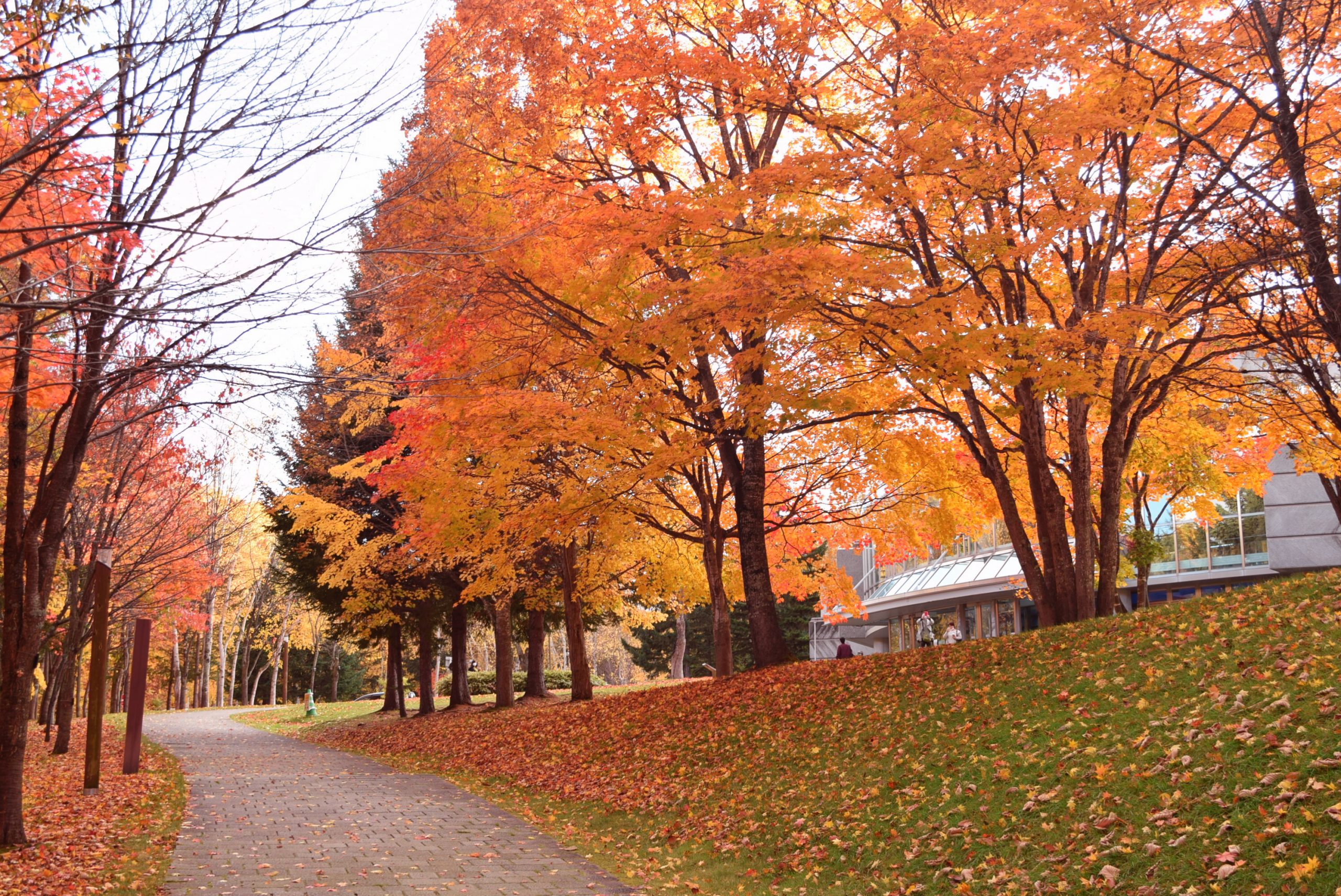 秋の札幌の旅行人気スポット25選　17位:札幌芸術の森