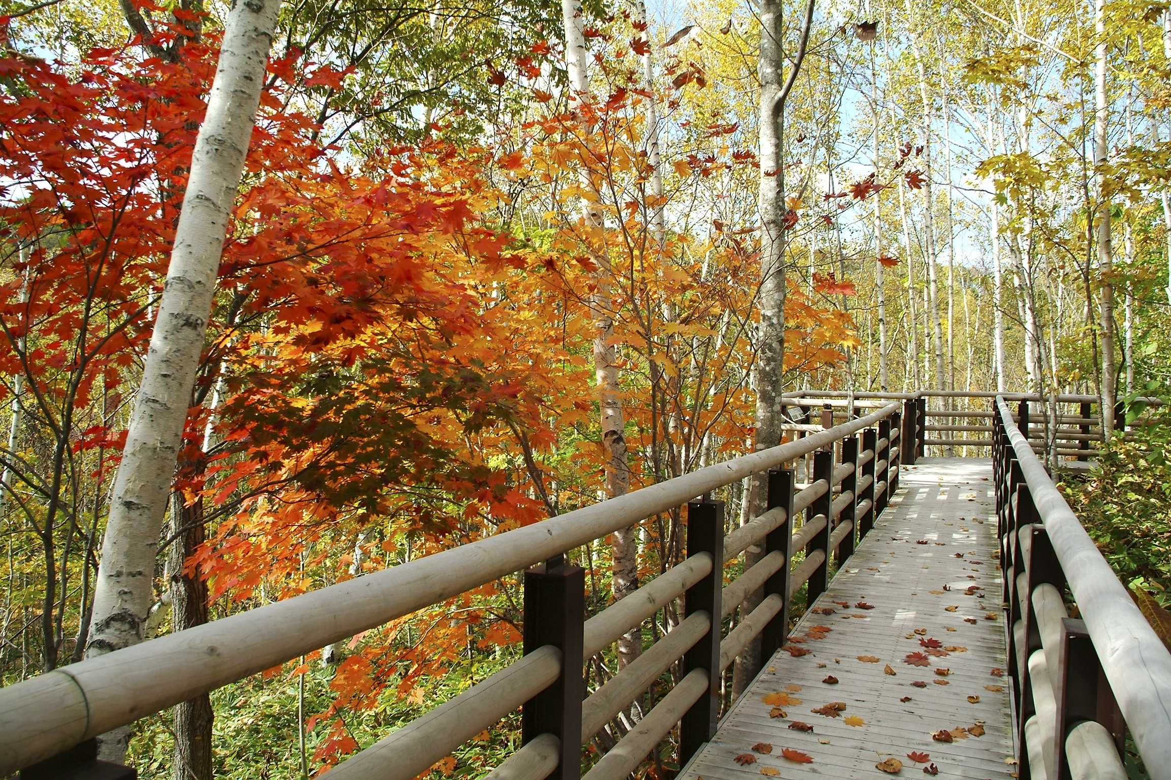 秋の札幌の旅行人気スポット25選　15位:滝野すずらん丘陵公園