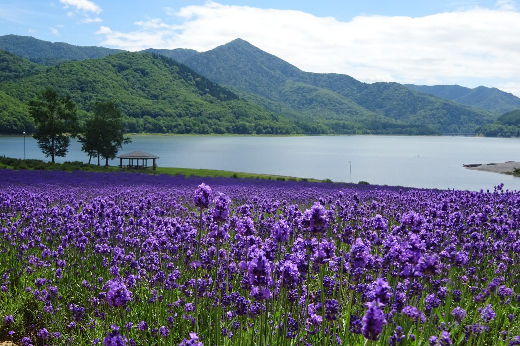 北海道でラベンダーが綺麗な場所15選　14位:かなやま湖のラベンダー畑