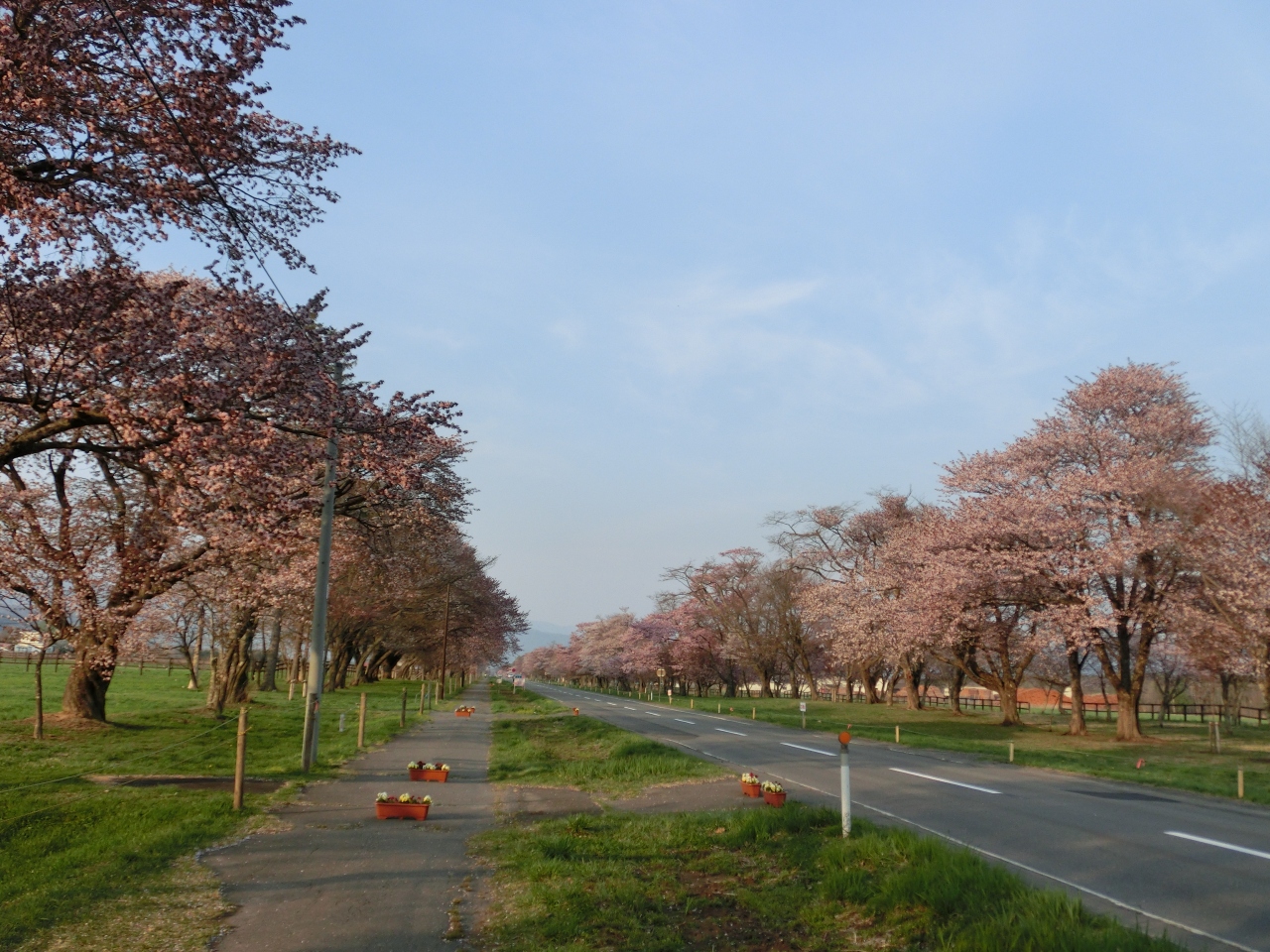 北海道の観光の春の人気スポット25選　10位:二十間道路桜並木
