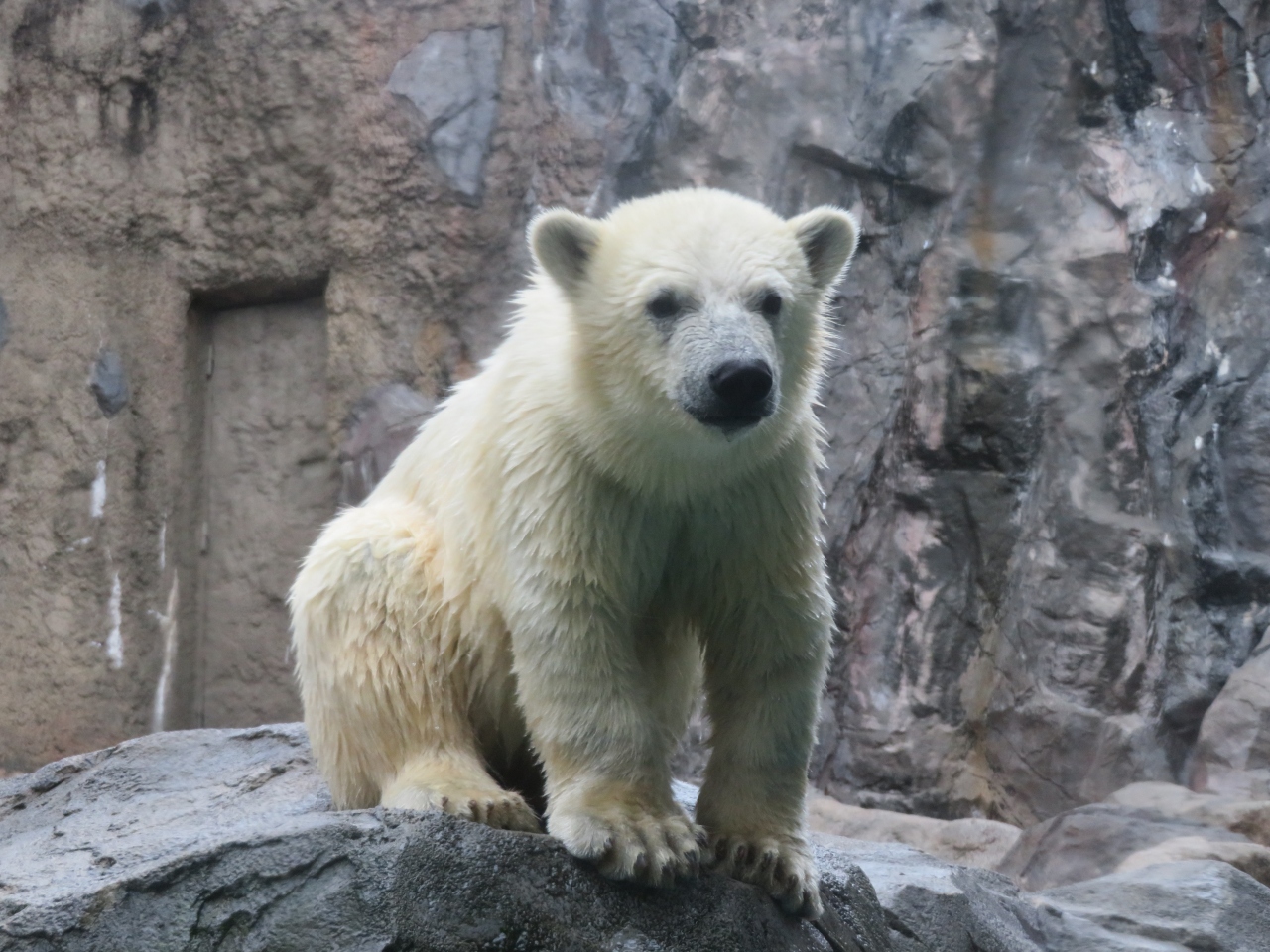 北海道の観光名所のおすすめ30選　12位:旭山動物園