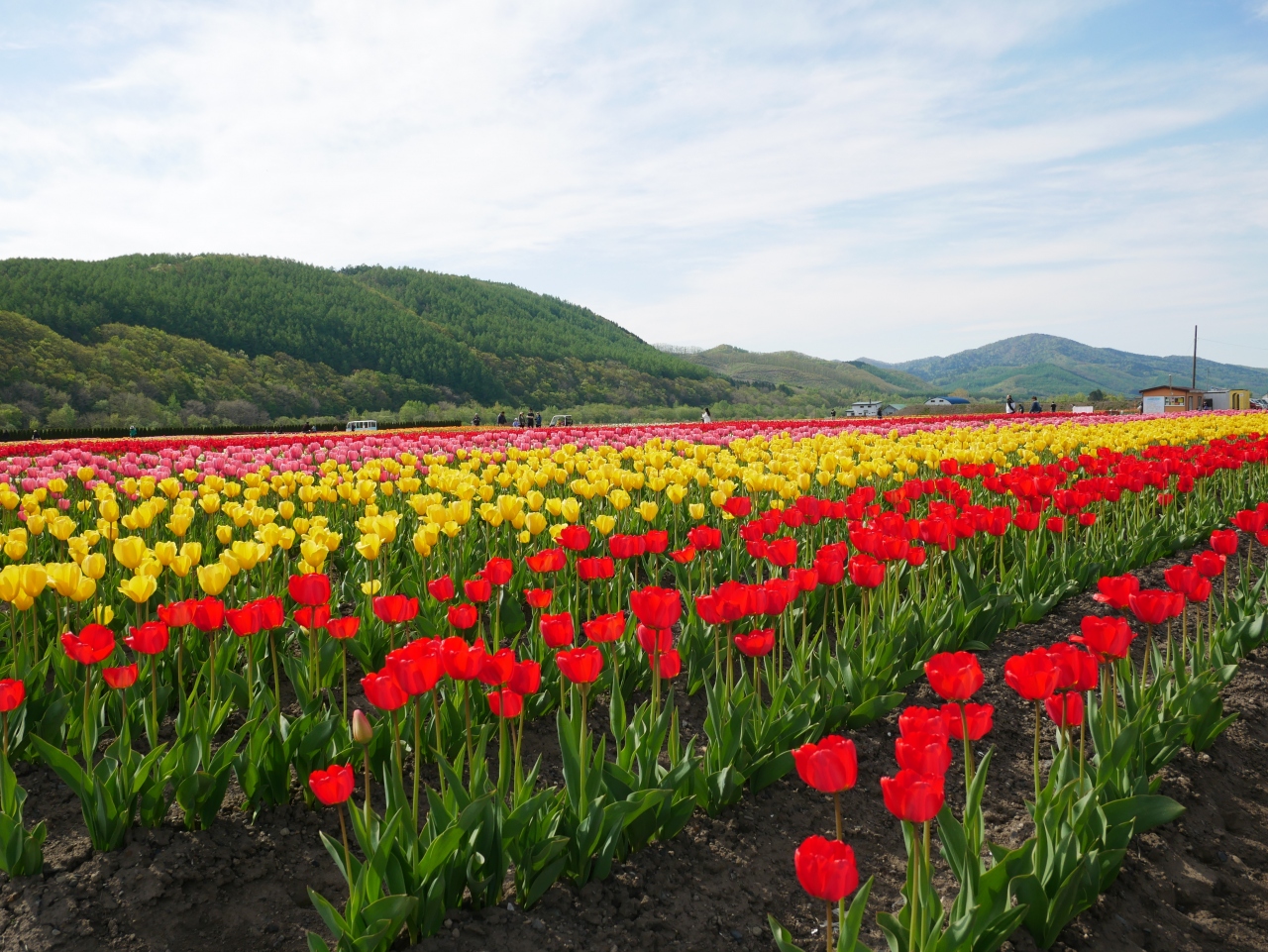 北海道の観光の春の人気スポット25選　2位:かみゆうべつチューリップ公園