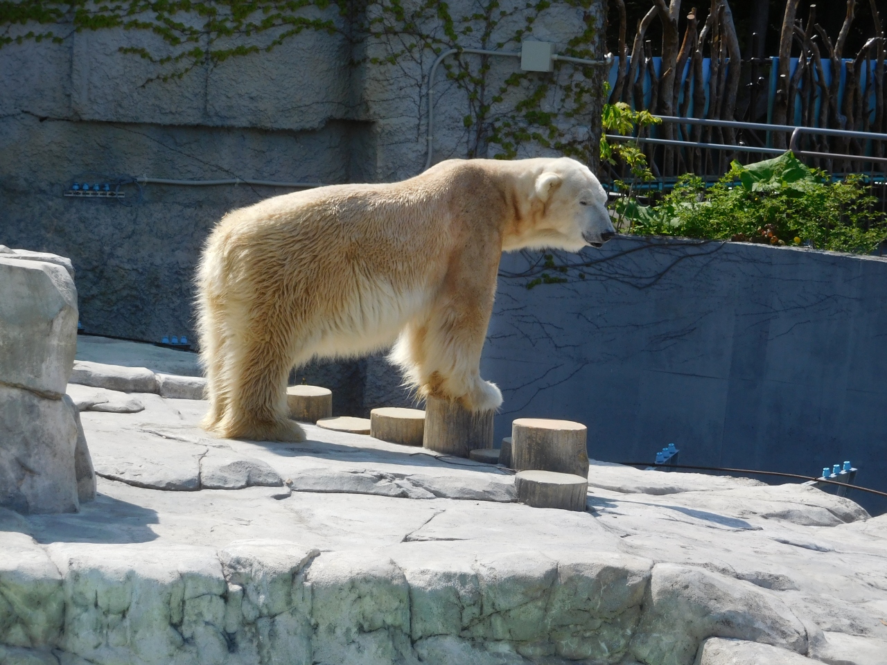 札幌の旅行の夏の人気スポット30選　8位:円山動物園