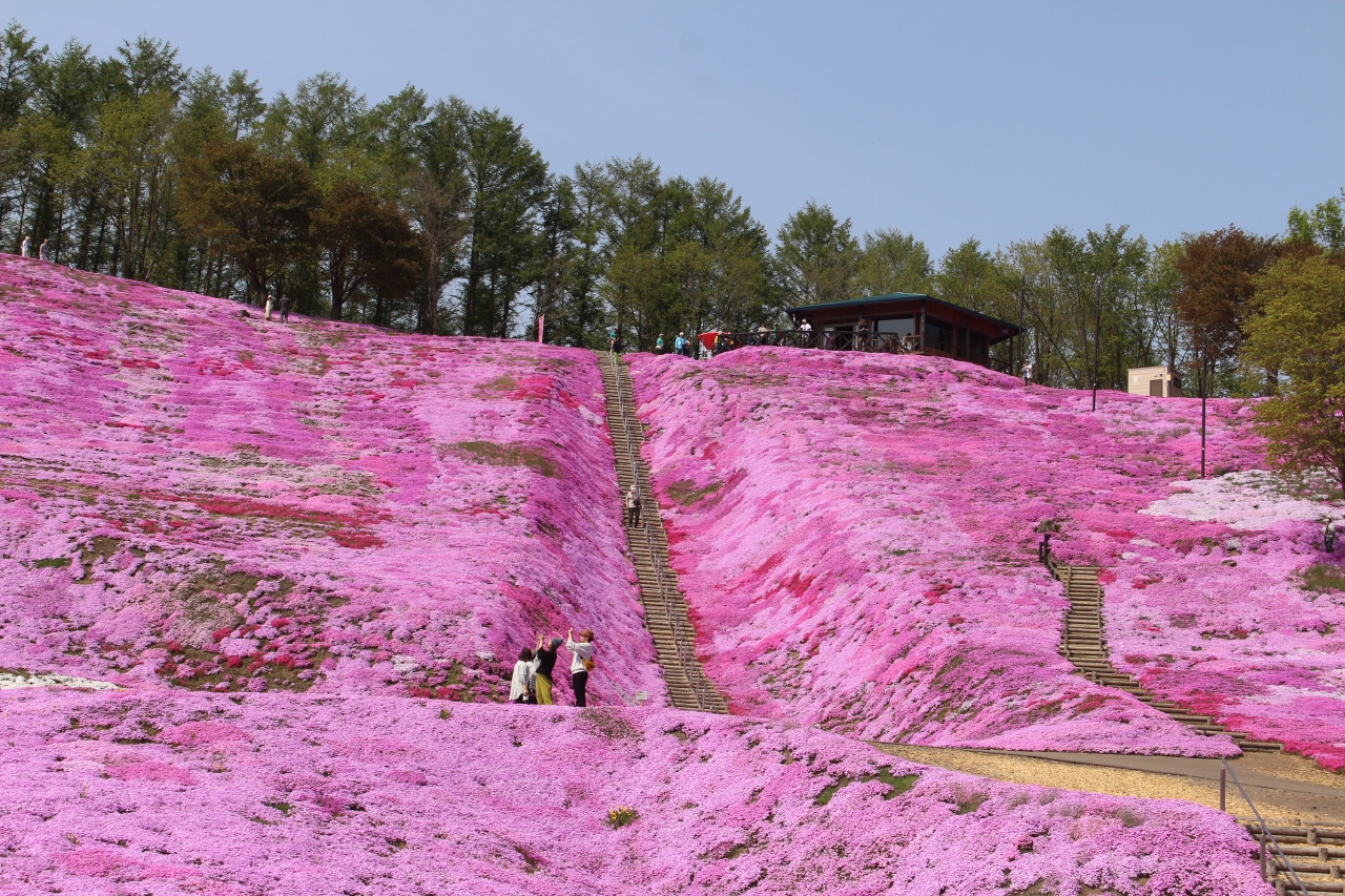 北海道の観光の春の人気スポット25選　1位:ひがしもこと芝桜公園
