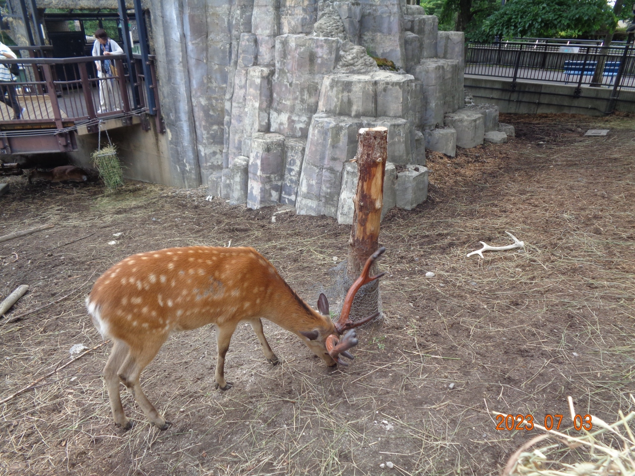 北海道のファミリーの人気観光スポット30選　6位:旭川市旭山動物園