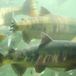 北海道の水族館12選