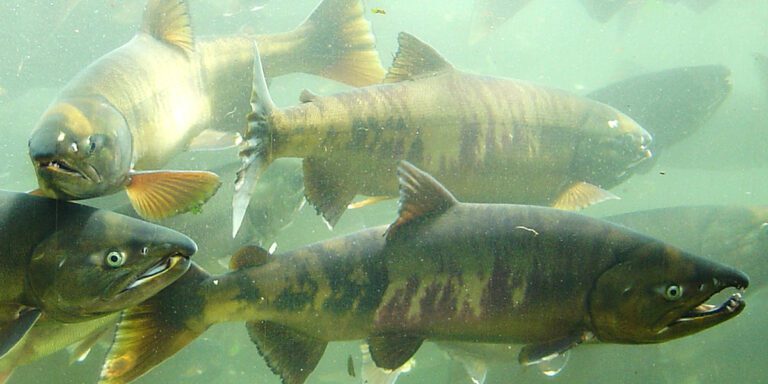 北海道の水族館12選