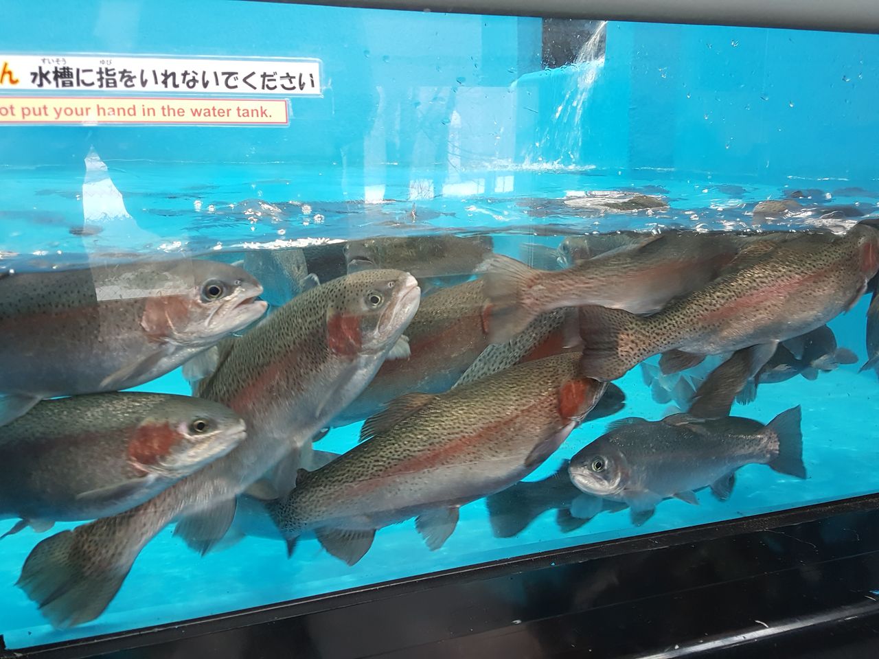北海道の水族館のおすすめ12選　2位:標津サーモン科学館