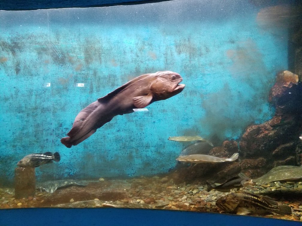 北海道の水族館のおすすめ12選　6位:ノシャップ寒流水族館