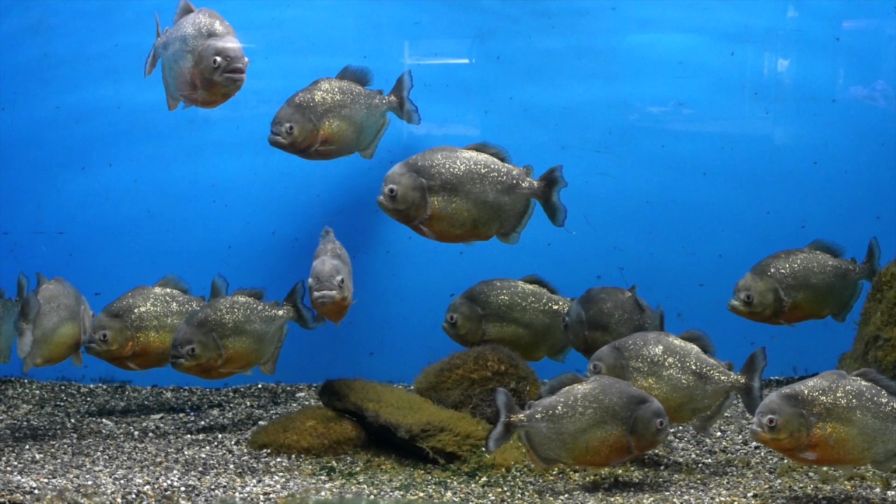 北海道の水族館のおすすめ12選　7位:サンピアザ水族館