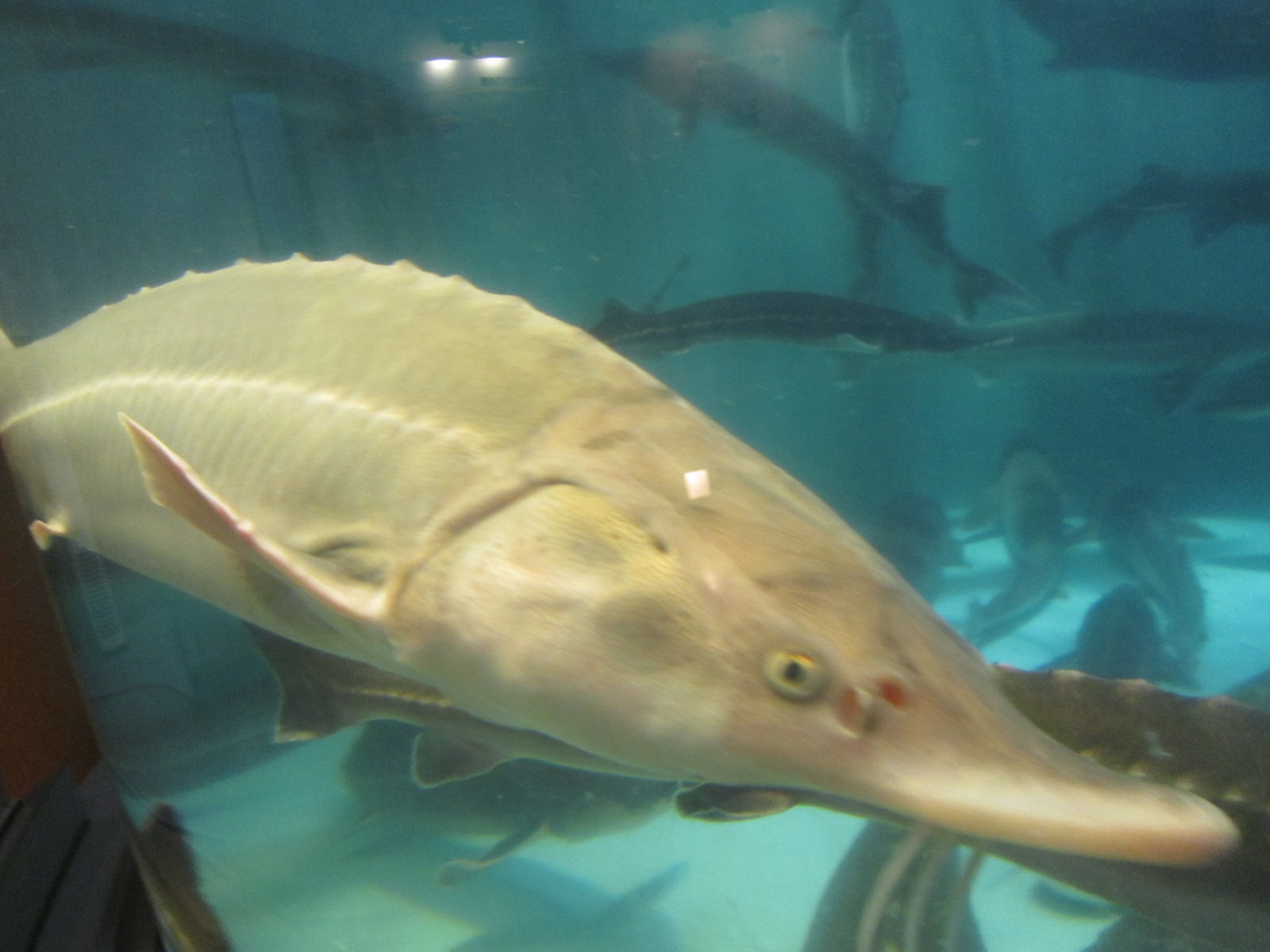 北海道の水族館のおすすめ12選　8位:美深チョウザメ館