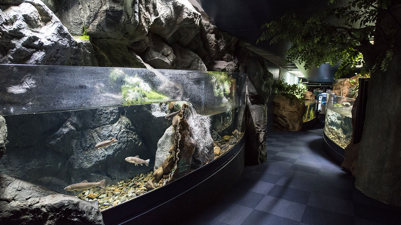 北海道の水族館のおすすめ12選　9位:千歳さけますの森　さけます情報館
