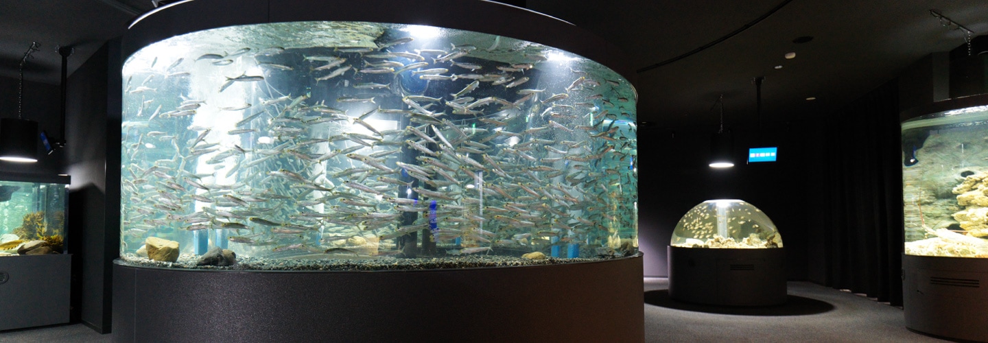 北海道の水族館のおすすめ12選　12位:くしろ水族館　ぷくぷく