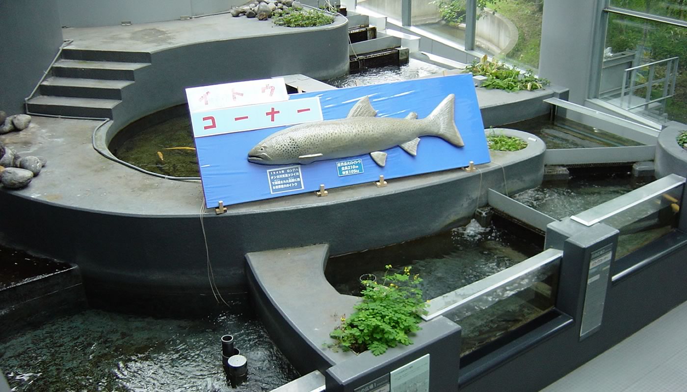 北海道の水族館のおすすめ12選　2位:標津サーモン科学館