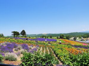 美瑛観光おすすめスポットTOP30！