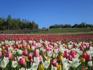 札幌のインスタ映えスポットTOP30！