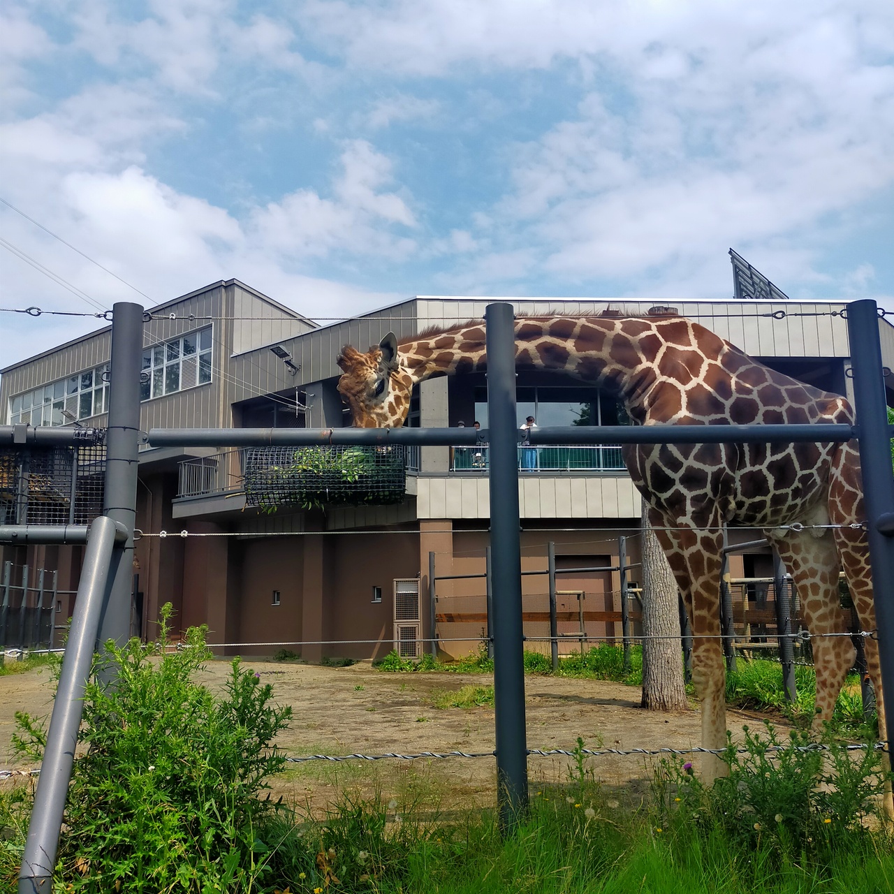 札幌のインスタ映えのおすすめスポット30選　16位:円山動物園