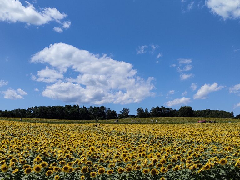 北海道のインスタ映えスポットTOP30！