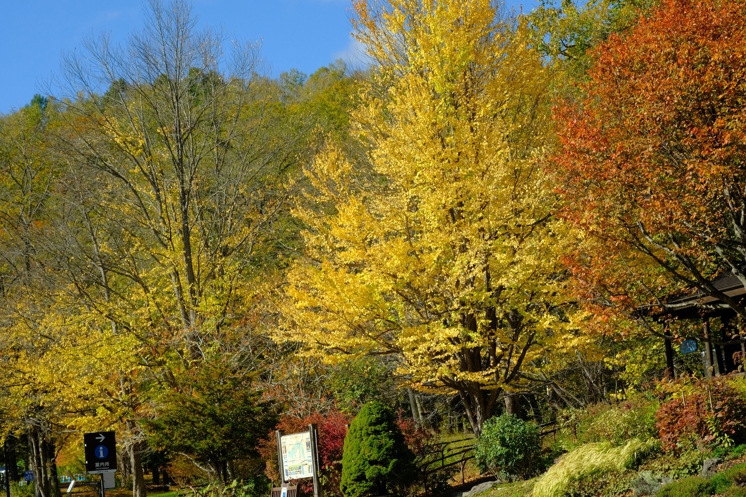  北海道の紅葉のおすすめスポット17位:国営滝野すずらん丘陵公園