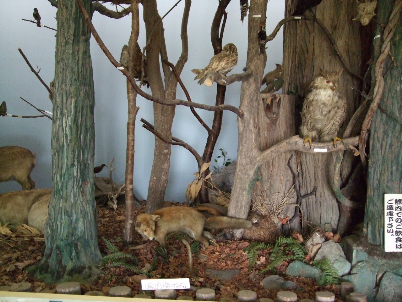 洞爺湖の観光のおすすめスポット30選　4位:洞爺湖森林博物館