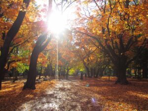 北海道の紅葉のおすすめスポットTOP20！