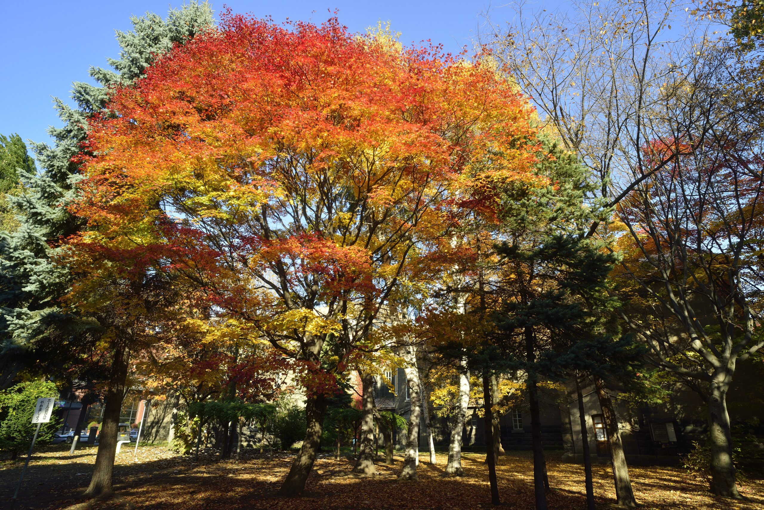 札幌の紅葉のおすすめスポット20選　5位:大通公園