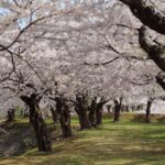 春の函館旅行おすすめスポットTOP30!