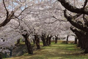 春の函館旅行おすすめスポットTOP30！