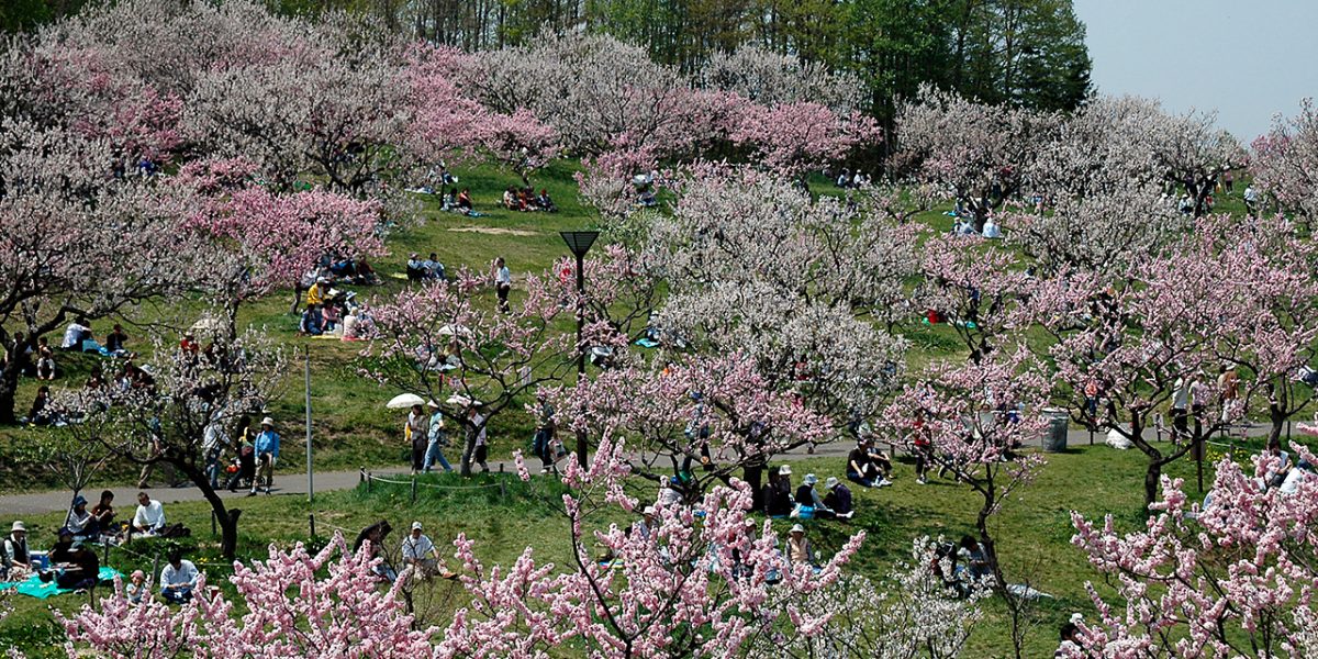 北海道の春イベントのおすすめ13位:平岡公園梅まつり