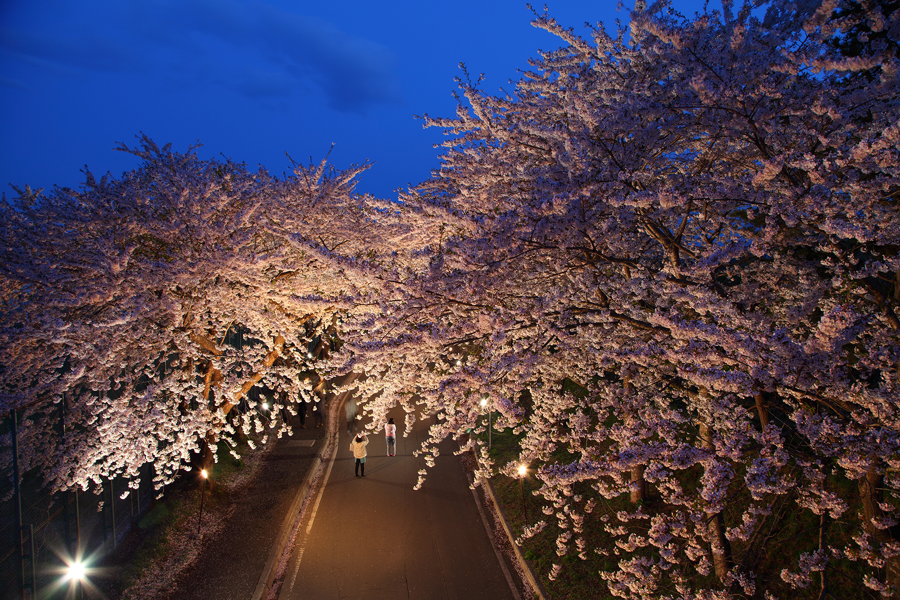 北海道の春イベントのおすすめ14位:北斗桜回廊