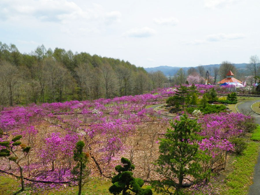 北海道の春イベントのおすすめ20位:つつじとアスパラの春まつり