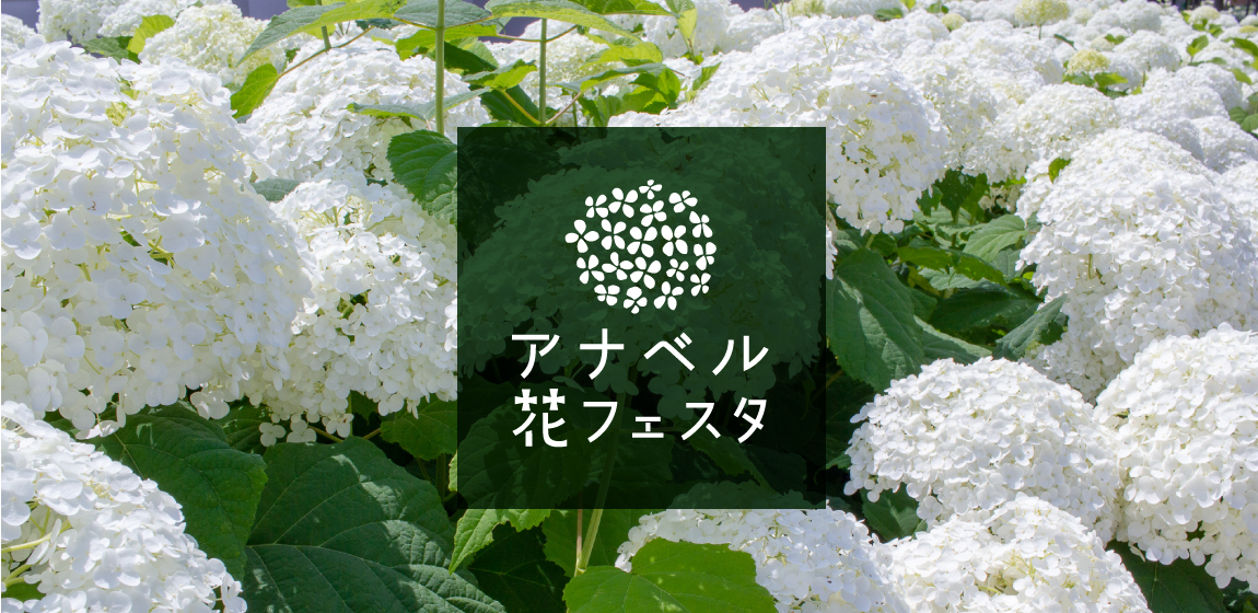 北海道の夏イベントのおすすめ20選　13位:ルスツリゾート アナベル花フェスタ