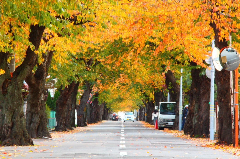 秋の函館旅行おすすめスポット30選　23位:桜が丘通り