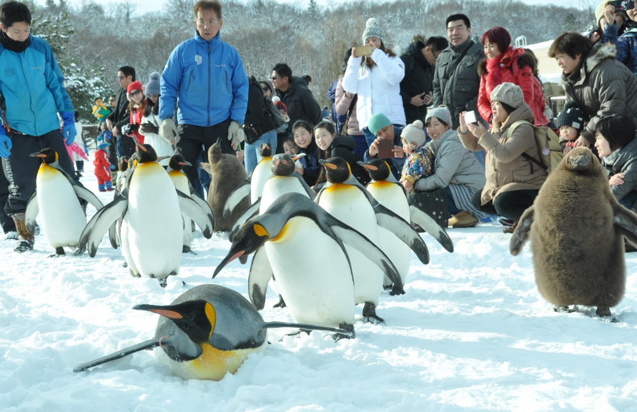 北海道の冬イベントのおすすめ20選　18位:ペンギンの散歩