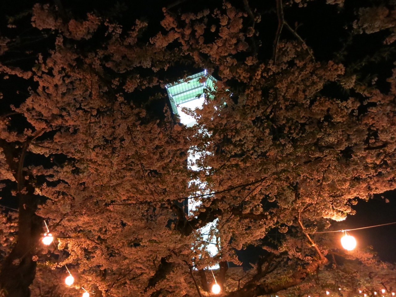 北海道の春イベントのおすすめ7位:五稜郭公園　夜桜ライトアップ