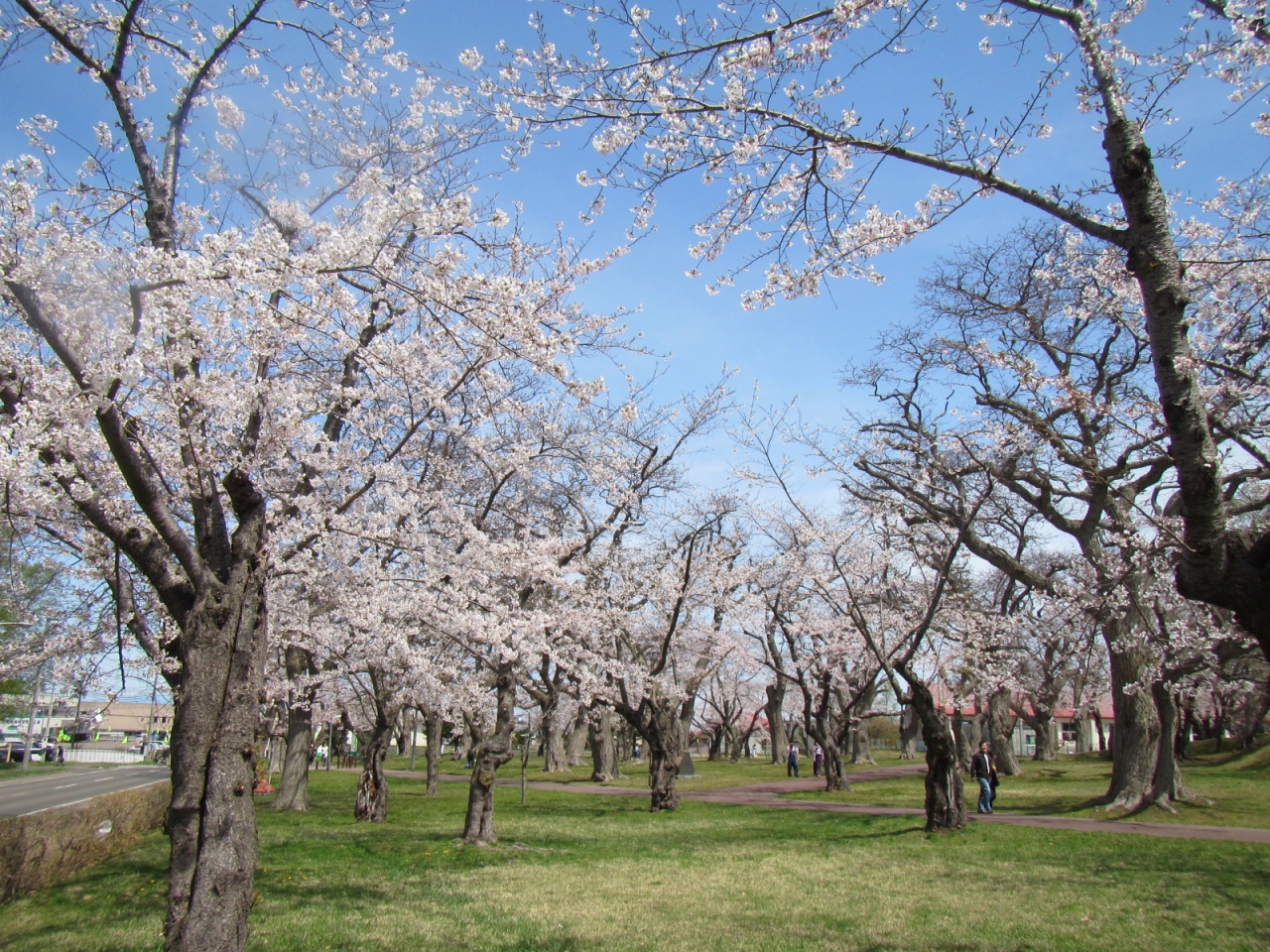 北海道の春イベントのおすすめ3位:もりまち桜まつり