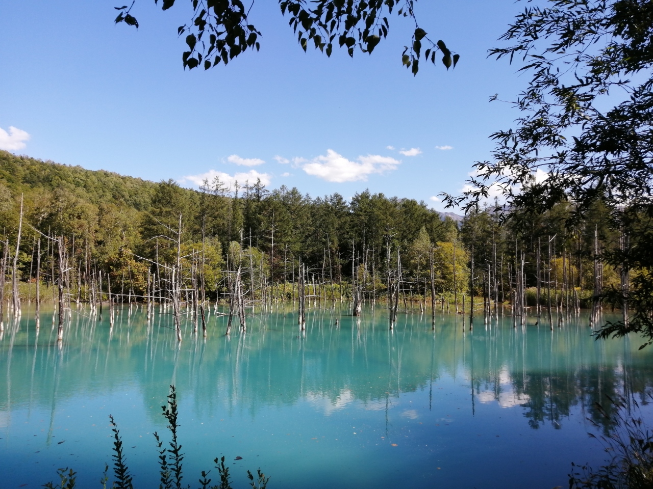 北海道の湖のおすすめ20選　16位:青い池