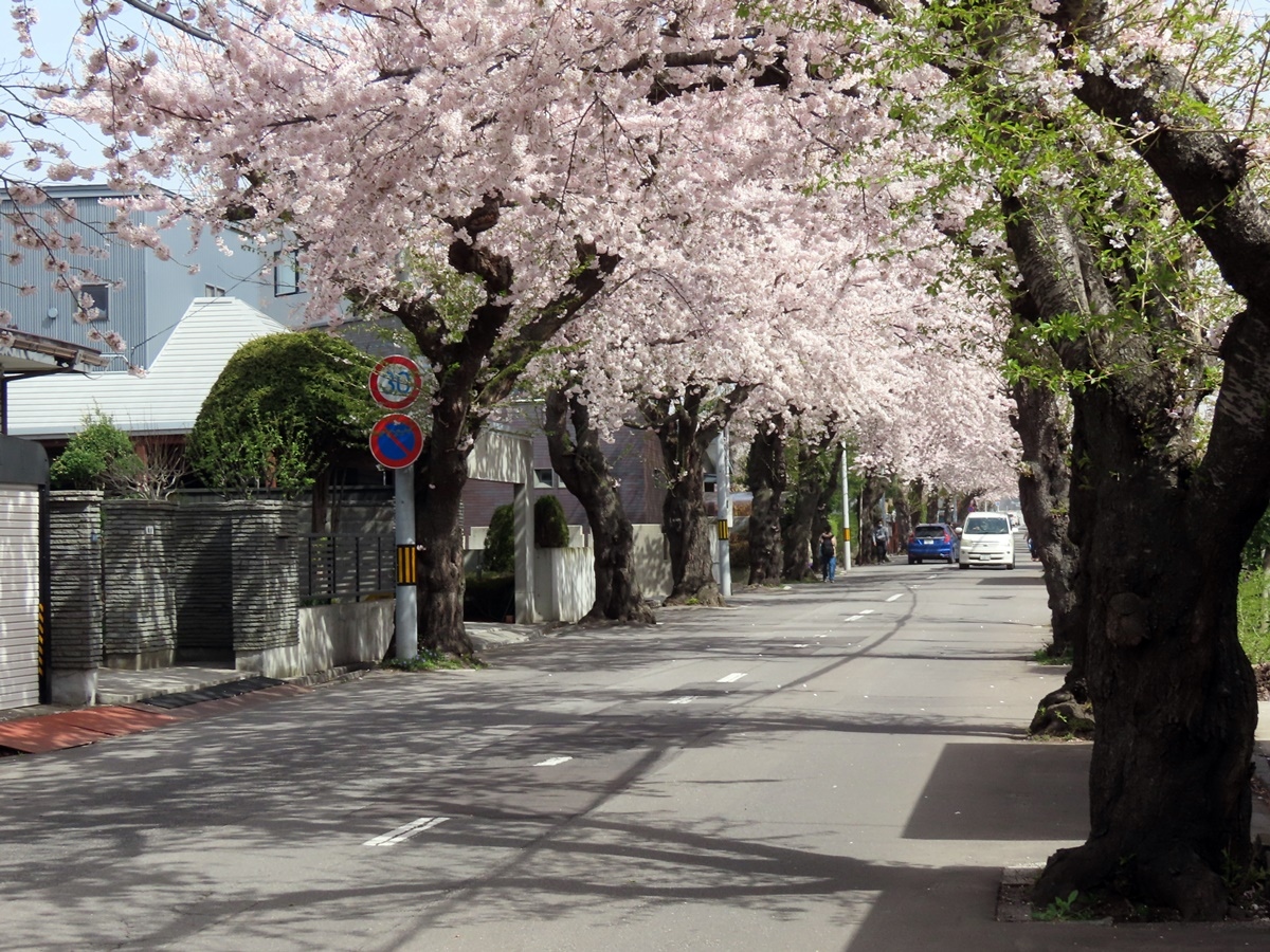 春の函館旅行おすすめスポット30選　23位:桜が丘通り